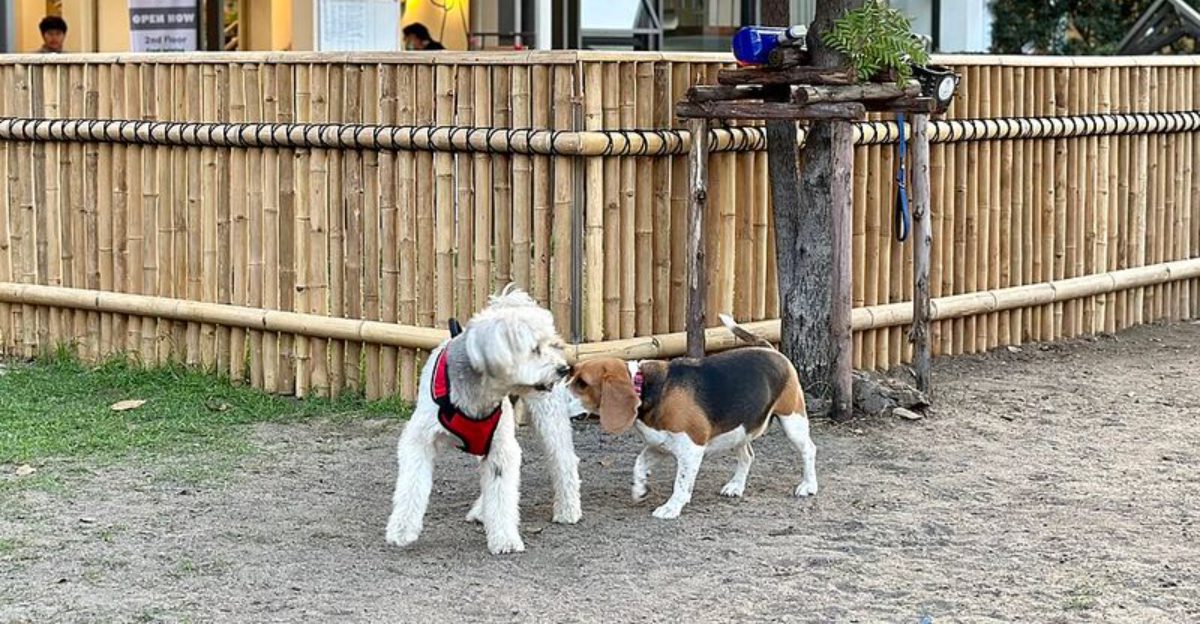 14 dog breeds owners love until the grooming bill reality hits