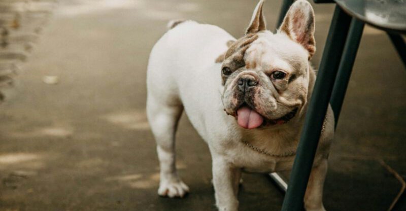 14 dog breeds that are oddly dramatic about bedtime routines