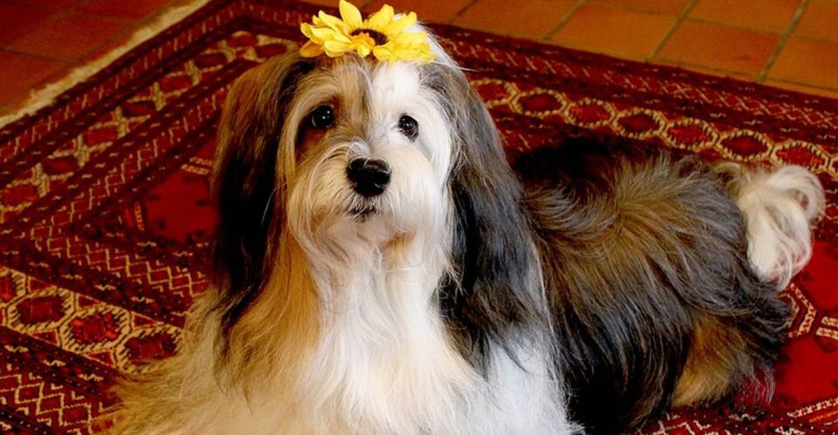 14 dog breeds that build stronger bonds in calm homes than busy ones