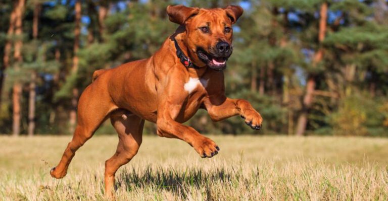 14 dog breeds that feel safest with one confident owner leading dog news