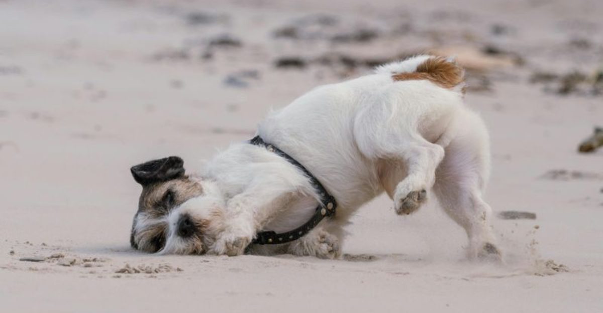 14 dog breeds you should never trust off leash no matter how well trained they seem