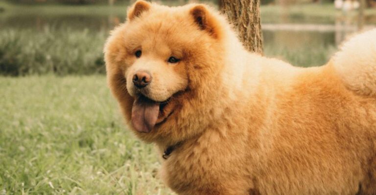 14 dogs that become calmer when the owner stops hovering dog news