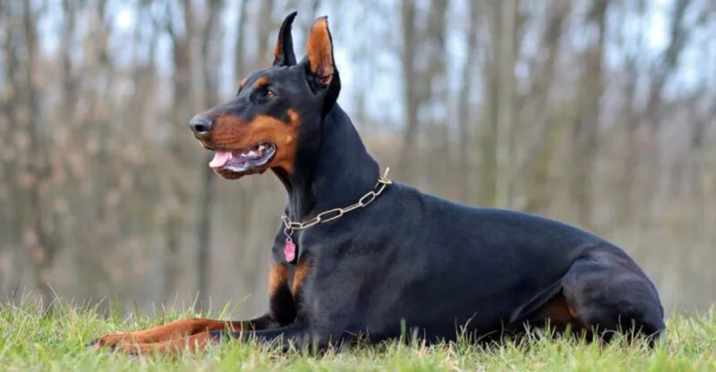 14 dogs that bond hardest with the person who sets quiet routines