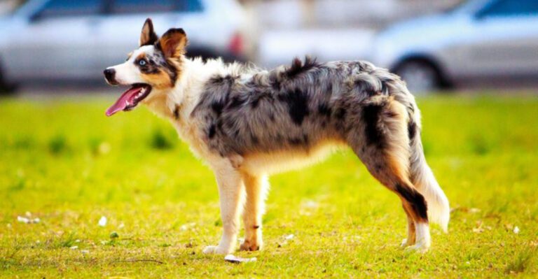 14 dogs that quietly keep an eye on everything you do dog news