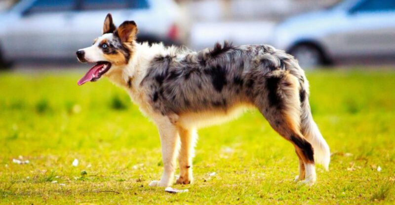 14 dogs that quietly keep an eye on everything you do
