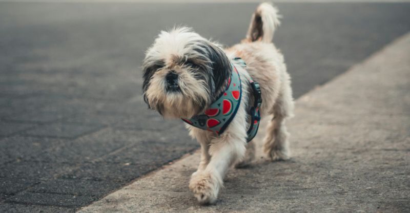 14 dogs that stay closest when you are sick or low energy