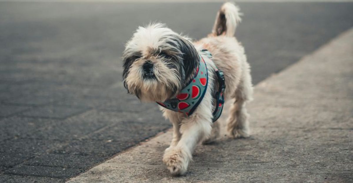 14 dogs that stay closest when you are sick or low energy