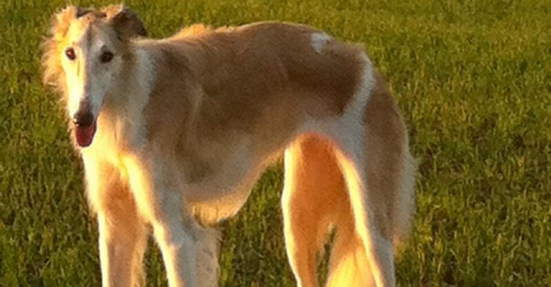 15 breeds that are shockingly fast when they decide to move