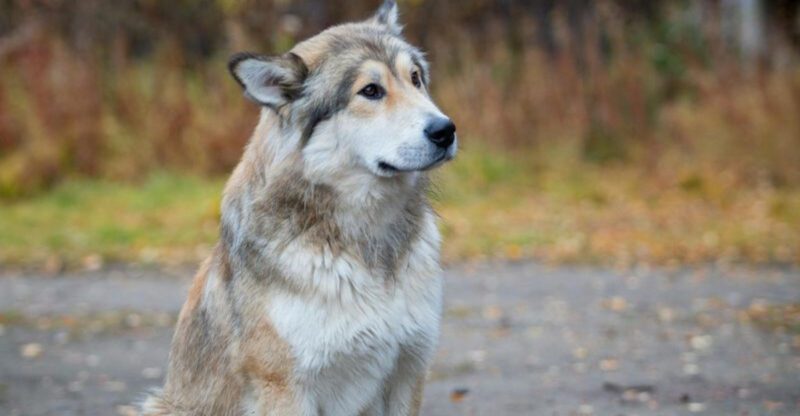15 breeds that become 22my person22 dogs when the household is busy