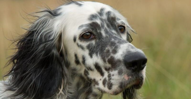 15 breeds that become deeply loyal to the person who trains them patiently