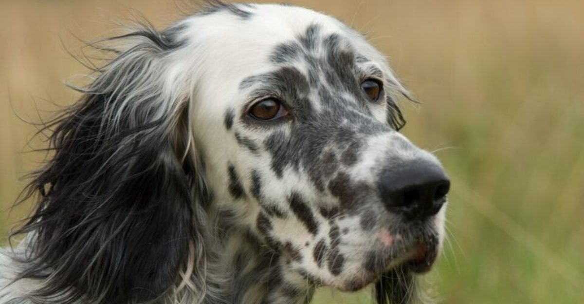 15 breeds that become deeply loyal to the person who trains them patiently