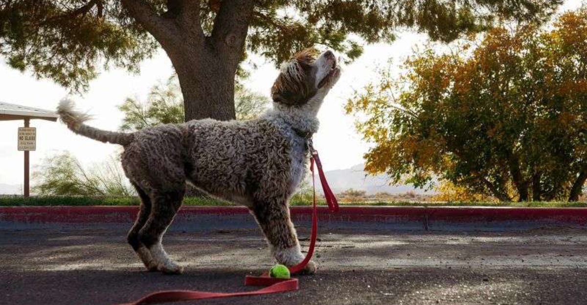 15 breeds that bond through scent work more than obedience drills