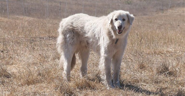 15 breeds that get extra attached during quiet evenings dog news