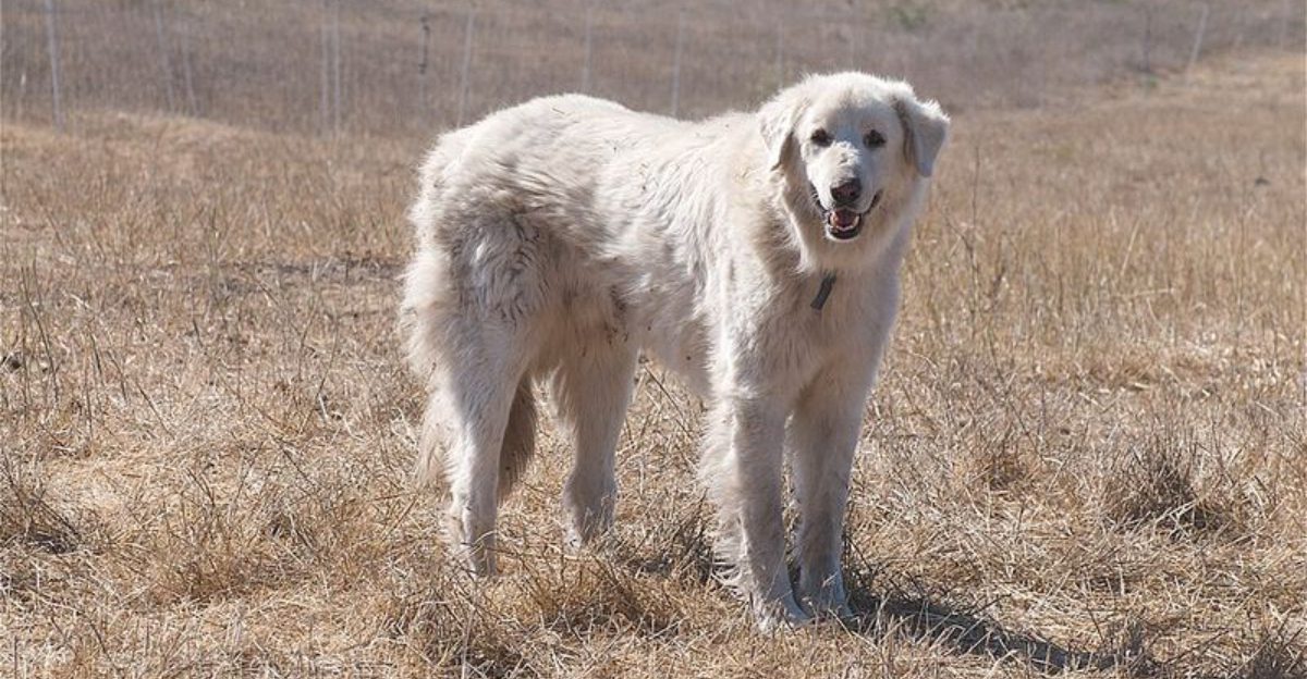 15 breeds that get extra attached during quiet evenings