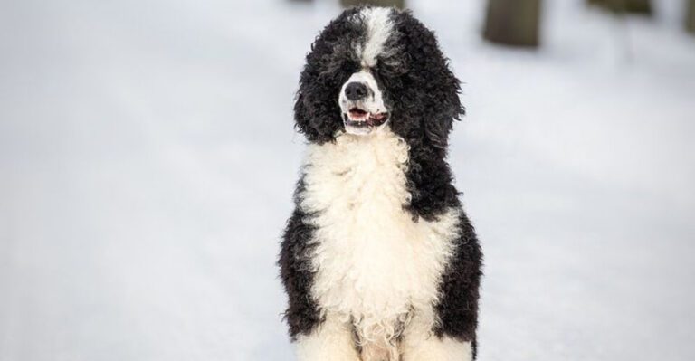 15 breeds that get intensely attached to routines and hate changes dog news