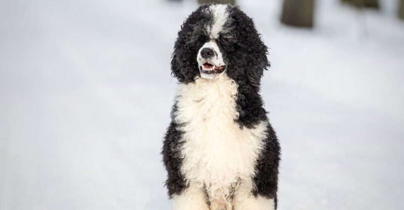 15 breeds that get intensely attached to routines and hate changes