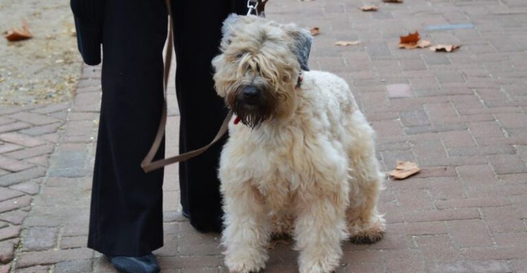 15 breeds that seem serious outside but goofy at home with their people dog news