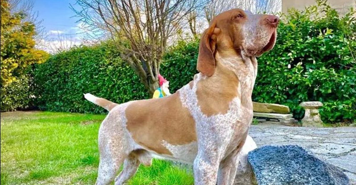 15 breeds that treat long car rides like quality time