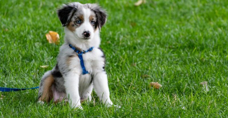 15 breeds that will outsmart weak boundaries and repeat it daily