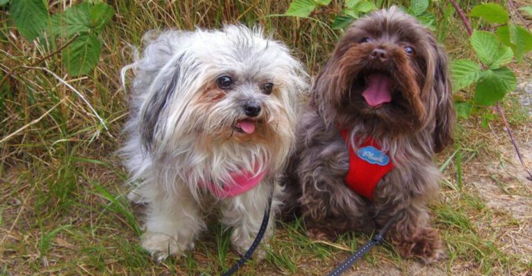 15 dog breeds drawing fresh attention from people tired of seeing the same top picks dog news