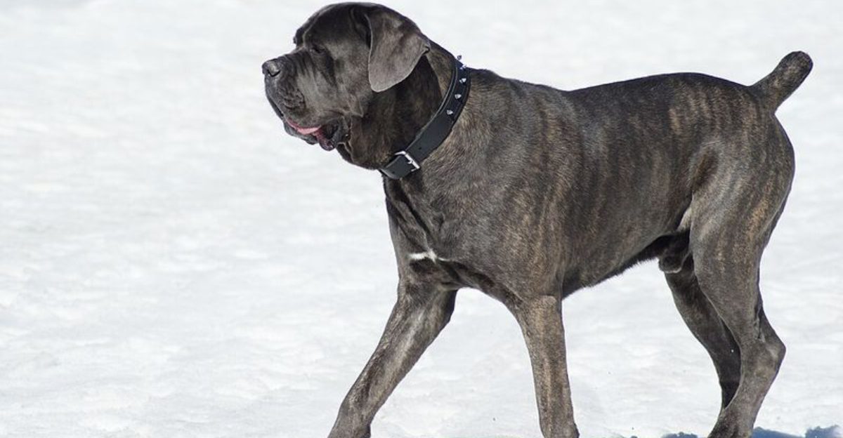 15 dog breeds people choose for attention, not compatibility