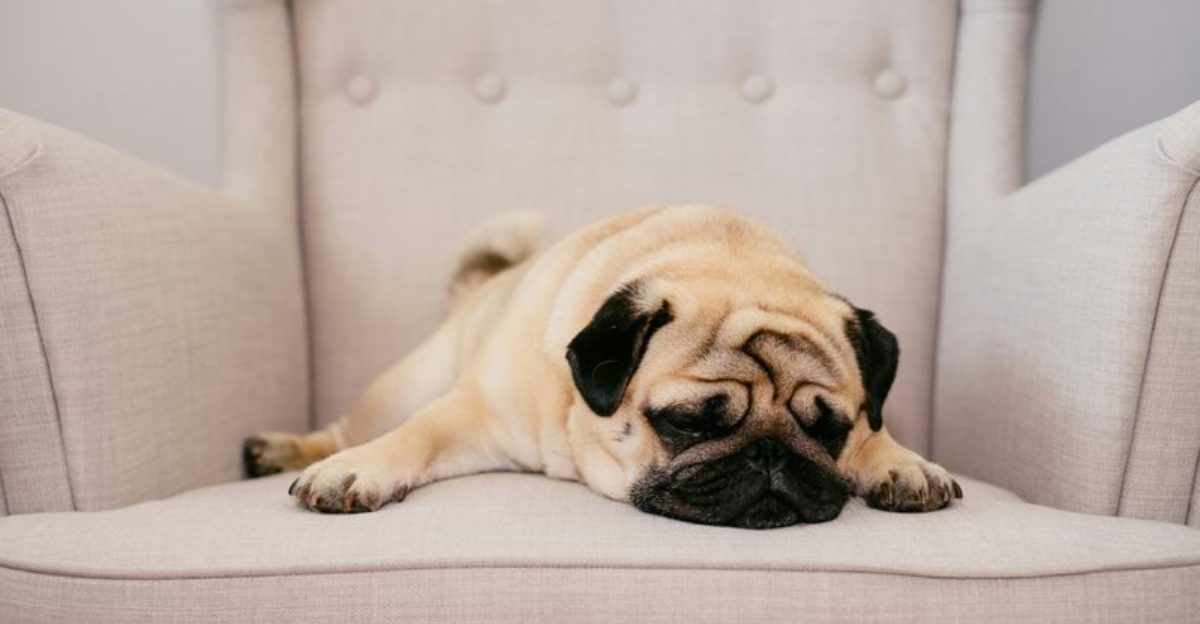 15 dog breeds that behave differently when they think no one is watching