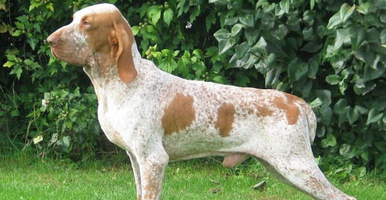 15 dog breeds that can make one quiet glance feel more intense than barking ever could dog news