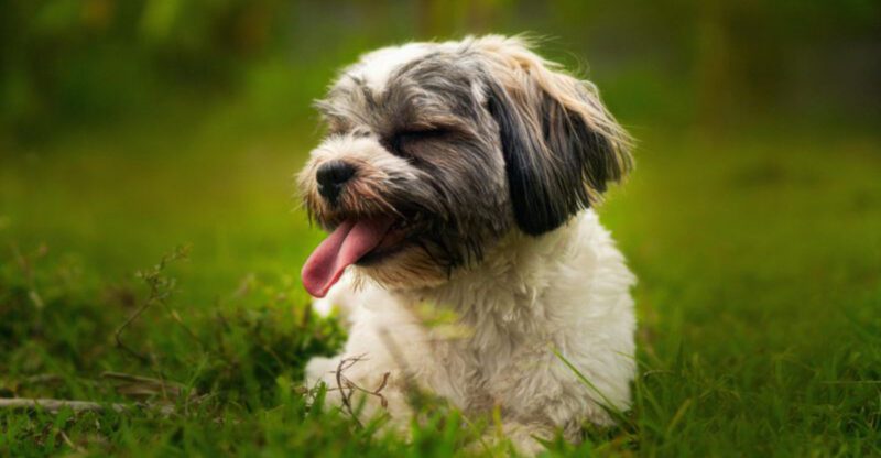 15 dog breeds that can make snoring sound way bigger than the dog actually is