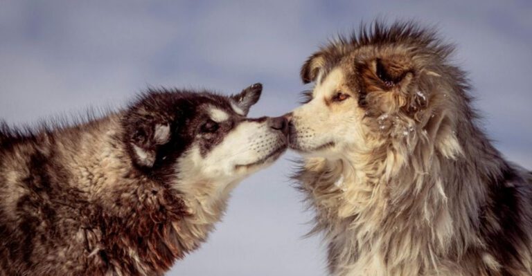 15 dog breeds that can stay independent without losing their connection to people dog news