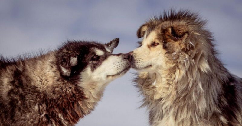 15 dog breeds that can stay independent without losing their connection to people