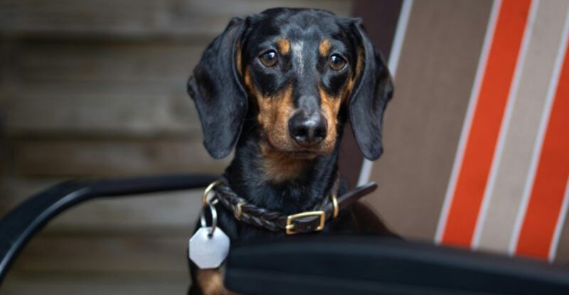 15 dog breeds that changed drastically over time compared to their original appearance