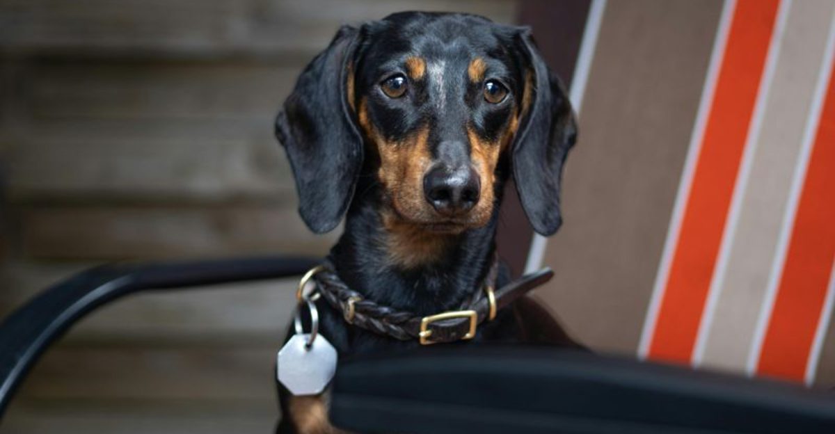 15 dog breeds that changed drastically over time compared to their original appearance