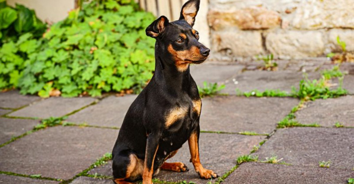 15 dog breeds that could be the next dachshund level obsession