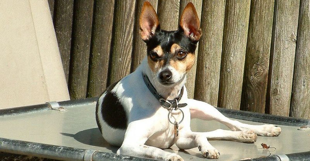 15 dog breeds that express frustration in very noticeable ways