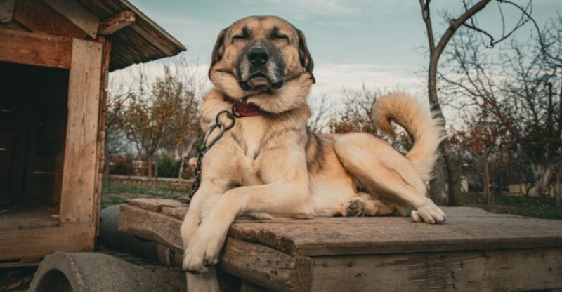 15 dog breeds that feel like they were made for wild hills and rough weather