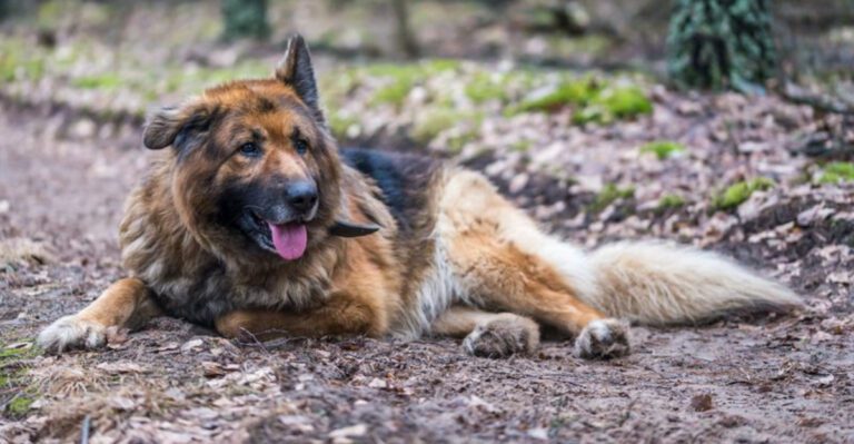 15 dog breeds that instantly stand out because they have both softness and strength dog news