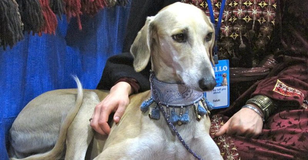 15 dog breeds that look calm classy and completely in control at all times