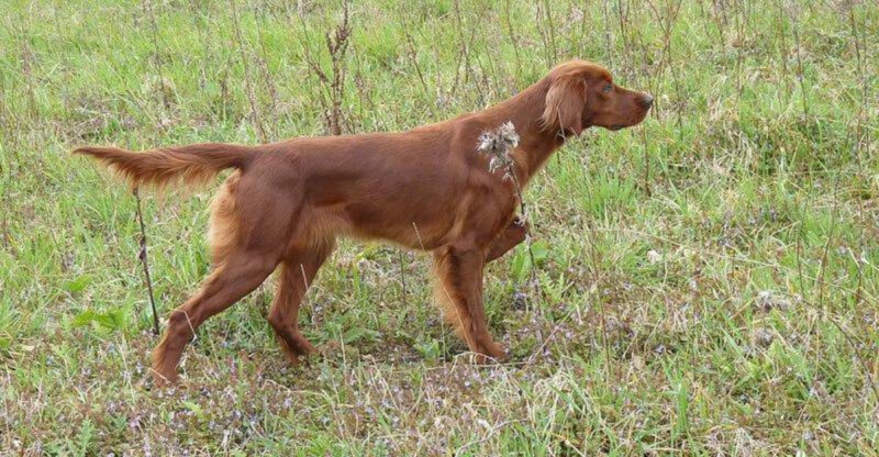 15 dog breeds that look elegant until they start doing something ridiculous