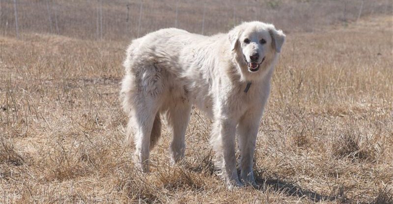 15 dog breeds that look like they belong in a fantasy kingdom rather than a modern neighborhood