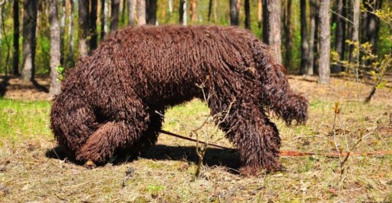 15 dog breeds that look like they belong in a foggy village by the sea dog news