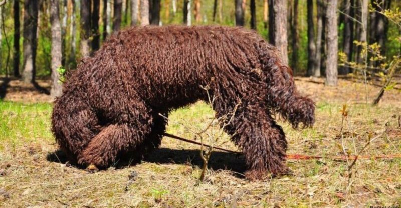 15 dog breeds that look like they belong in a foggy village by the sea