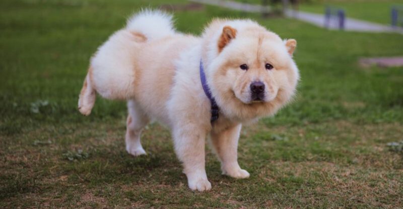 15 dog breeds that look like they should have their own portrait in a museum