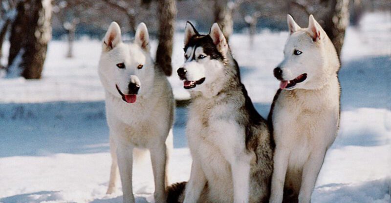 15 dog breeds that look like they were designed for stormy weather