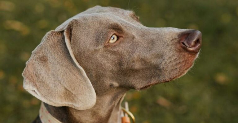 15 dog breeds that look polished and put together even on their messiest days dog news