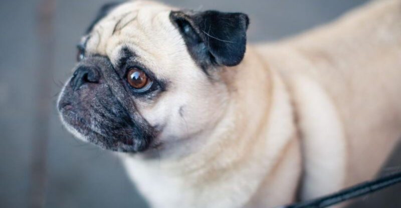 15 dog breeds that love affection but only on their own terms