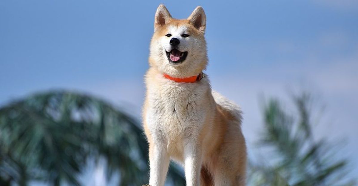 15 dog breeds that make experienced owners especially proud