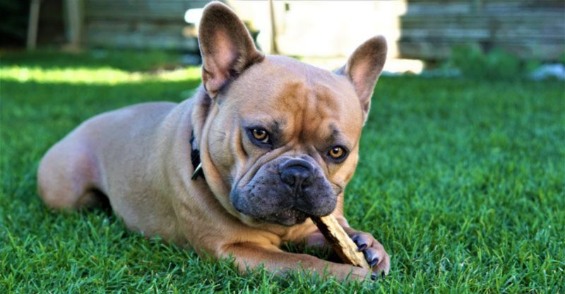 15 dog breeds that make one sunny spot feel more protected than a family heirloom