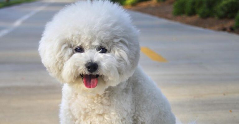 15 dog breeds that make ordinary errands feel like a full public event dog news