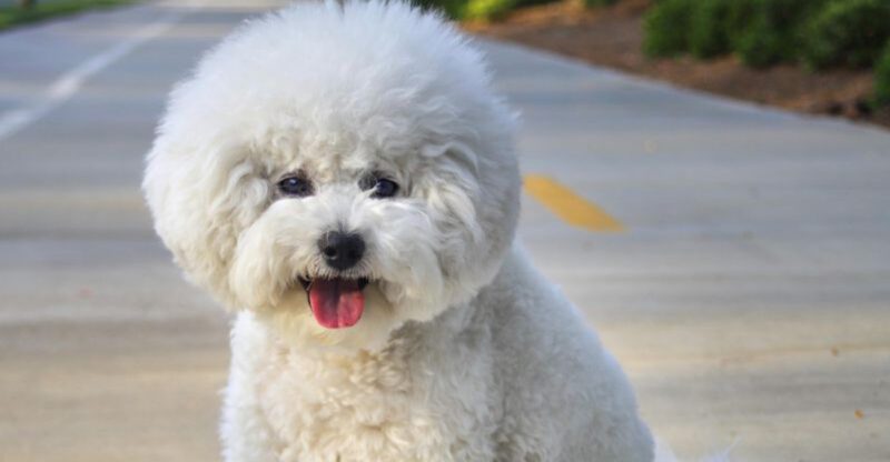15 dog breeds that make ordinary errands feel like a full public event