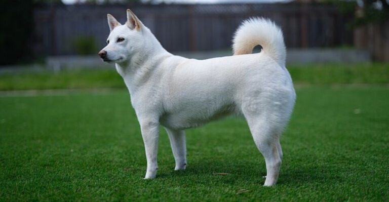 15 dog breeds that make their owners work surprisingly hard for tiny moments of softness dog news